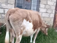 Ko, Aserbajdsjansk zebu — foto 4