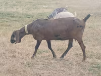 母山羊, Nubian Goat — 照片 3