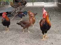 Chickens — photo 2