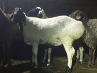 قوچ, Hissar sheep — عکس 1