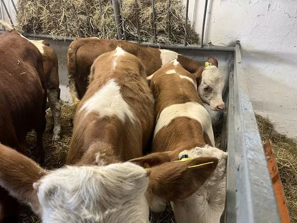 Bulle, Simmental cattle