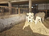 Sapi, Charolais cattle — foto 4