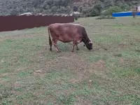 İnek, Sığır — foto 4