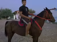 اسب نر, اسب — عکس 1