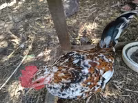 Bantam Jepang — foto 1