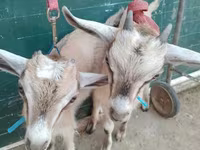بز (گروه، جنسیت مشخص نشده), Alpine goat — عکس 3