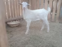 แพะตัวเมีย, Russian White goat — รูปภาพ 3