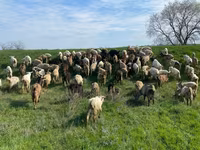 Sheep, Sheep — photo 3