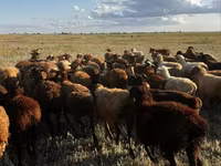 በግ, Sheep — ፎቶ 2