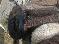Kambing jantan, Sheep — foto 5