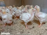 Chickens — foto 1