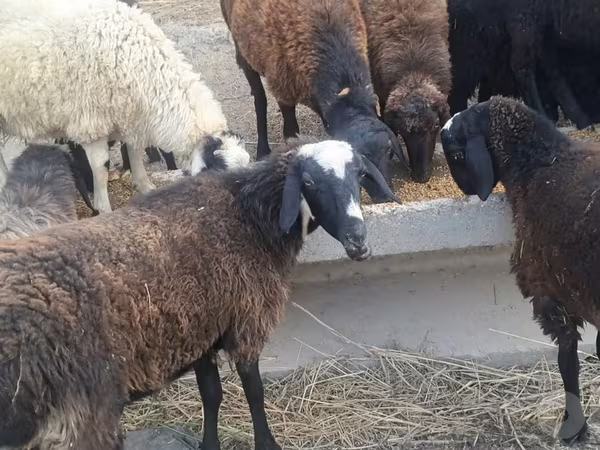 Beran, Ovce