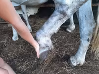 კვიცი, Hungarian horse breed — ფოტო 3