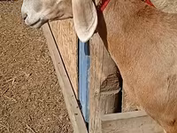 แกะตัวเมีย, Rhon sheep — รูปภาพ 1