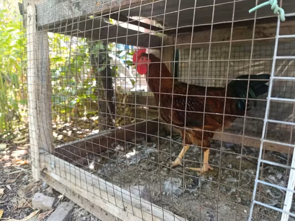 Chickens