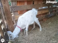 Kambing jantan, Goats — foto 3
