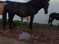 Mare, Mugalzhar horse — photo 2