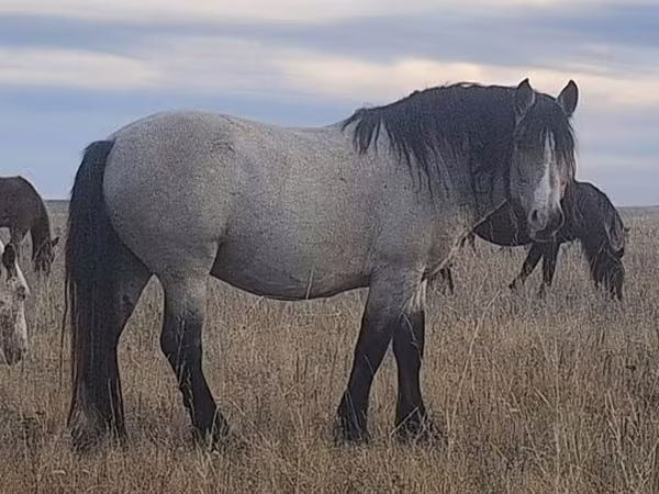 Cavallo, Cavalli