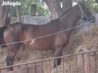 Kuda betina, Horses — foto 2