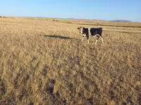 Lembu jantan, Kazakh White-headed cow — foto 8