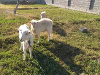 Capră, Saanen goat — foto 3
