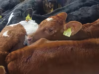 Lembu jantan, Simmental cattle — foto 1