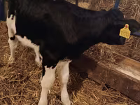 Bik, Simmental cattle — fotografija 5