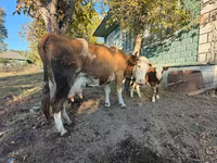 گاو ماده, Simmental cattle — عکس 1