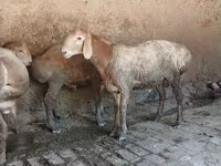 قوچ, Arashan sheep — عکس 2