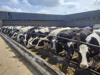 Vaca, Raza Holstein — foto 8