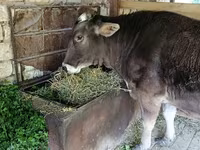 गाय, मवेशी — फ़ोटो 2