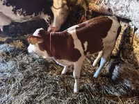 Vacă, Bovine — foto 4