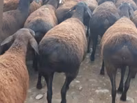 Brebis, Moutons — photo 3