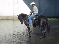 Kuda betina, Tennessee Walking Horse — foto 3