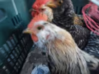 Japanese Bantam — photo 2