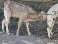 عنزة, Beetal goats — الصورة 5