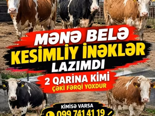 Krava, Simmental cattle