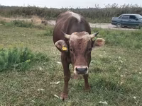 Boğa, Alatau ırkı — foto 5