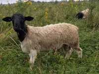 แกะตัวผู้, Dorper sheep — รูปภาพ 2
