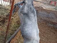 ছাগী, Saanen goat — ছবি 4