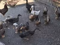 Ducks — รูปภาพ 2