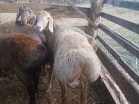 Ovan, Arashan sheep — fotografija 2