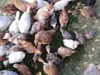 Chickens — zdjęcie 6