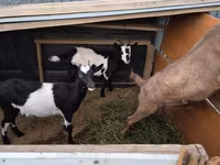 عنزة, Alpine goat — الصورة 1
