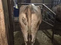 گاو ماده, Simmental cattle — عکس 5