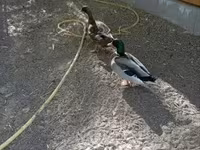Ducks — 사진 2