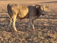 Lembu jantan, Simmental cattle — foto 3