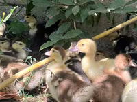 Ducks — عکس 2