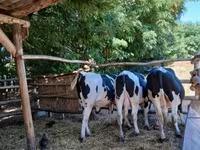 Tyre, Holstein-race — foto 5