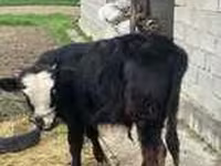 Bik, Simmental cattle — fotografija 8